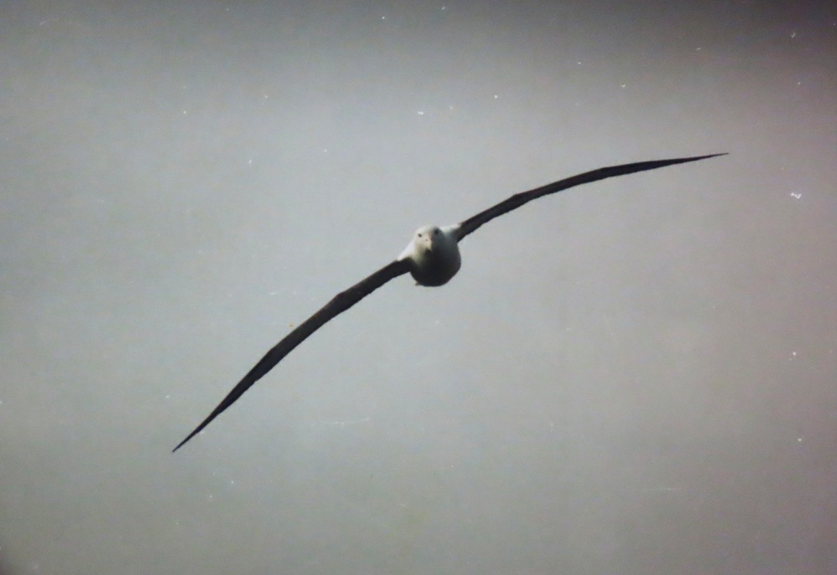 Northern/Southern Royal Albatross - ML630669379