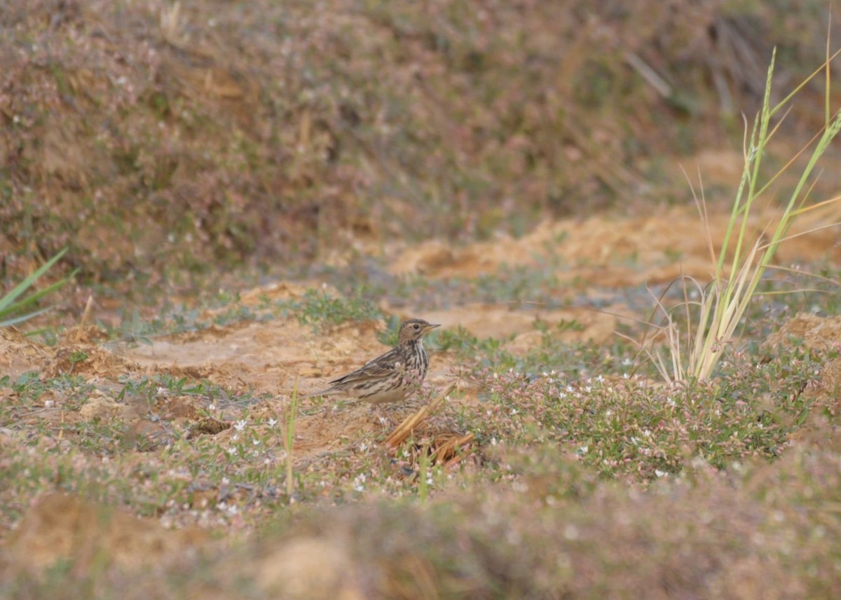 Red-throated Pipit - ML630669467