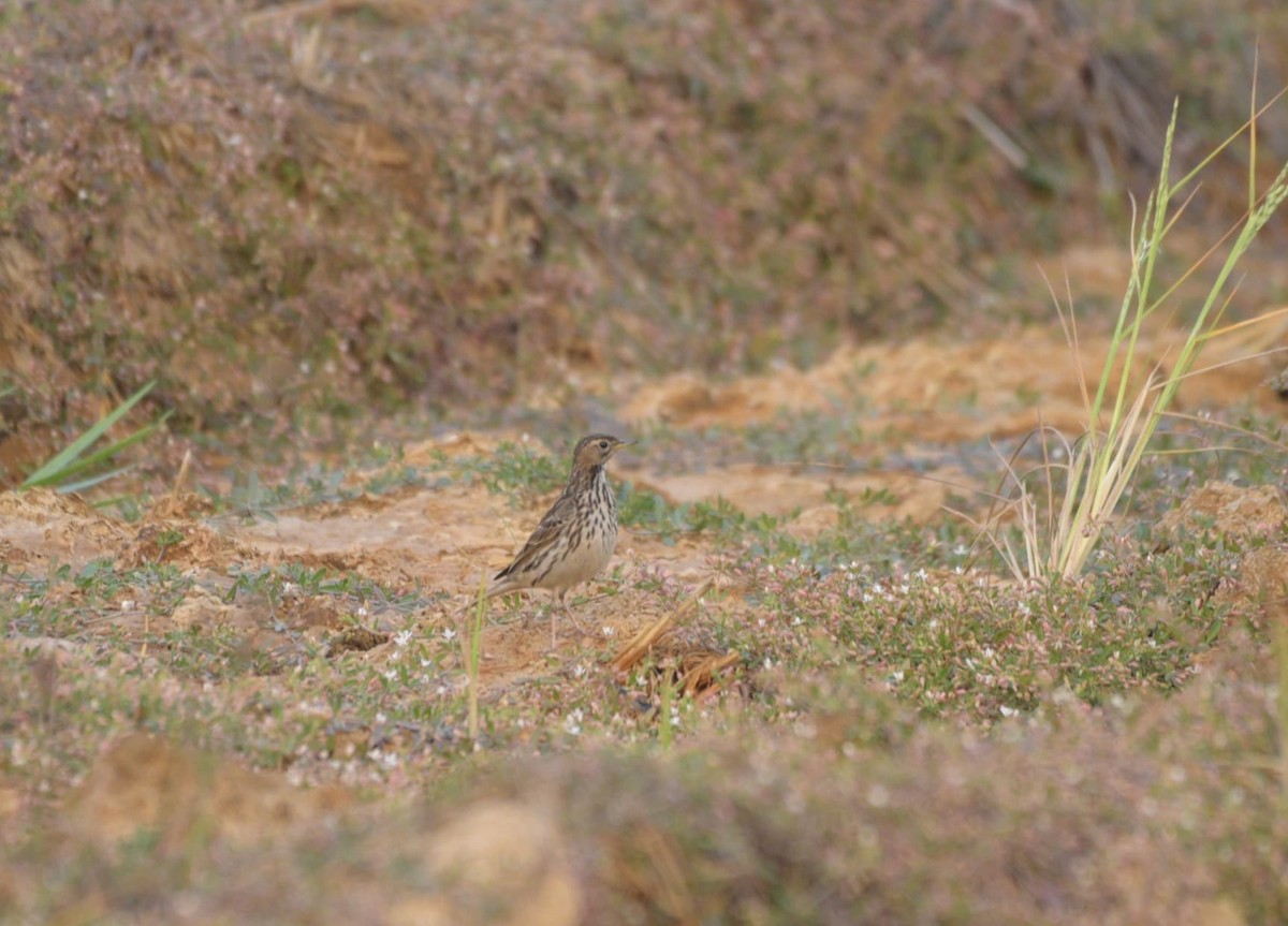 Red-throated Pipit - ML630669469