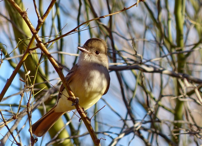 Nutting's Flycatcher - ML630669560