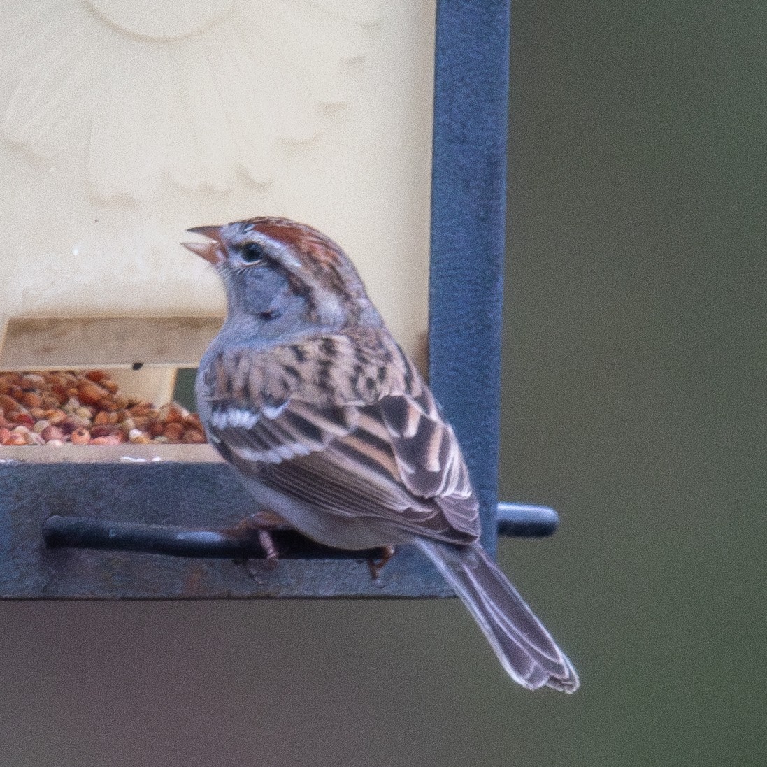 Chipping Sparrow - ML630669606
