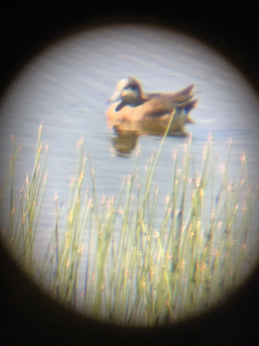 Kanadapfeifente - ML630669628