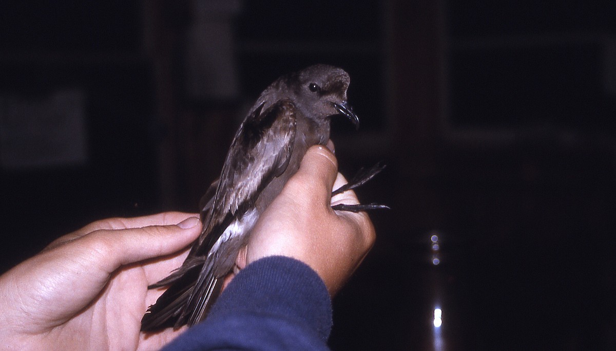 Leach's Storm-Petrel - ML630669640