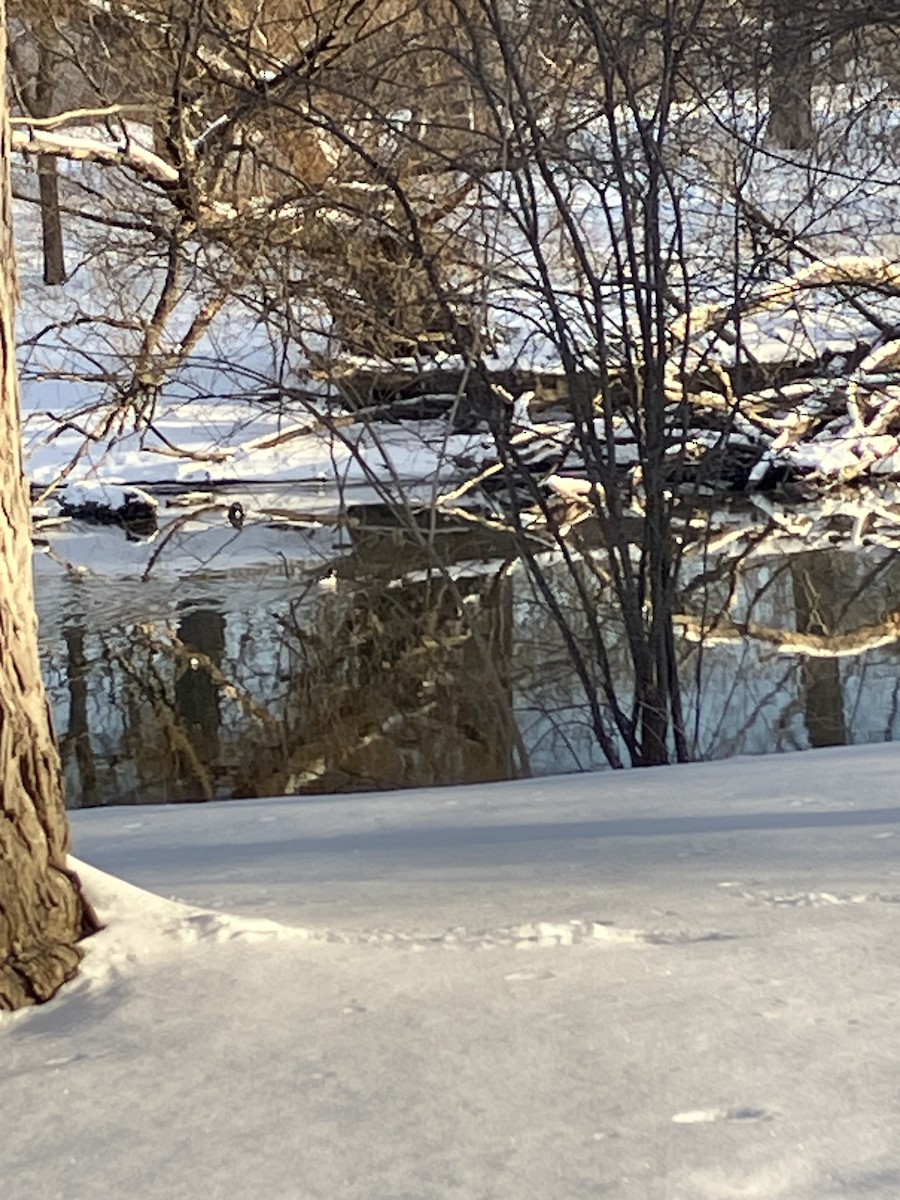 Common Goldeneye - ML630669759
