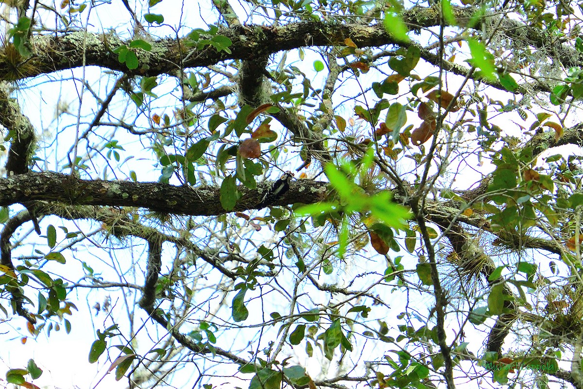 Downy Woodpecker - ML630669799