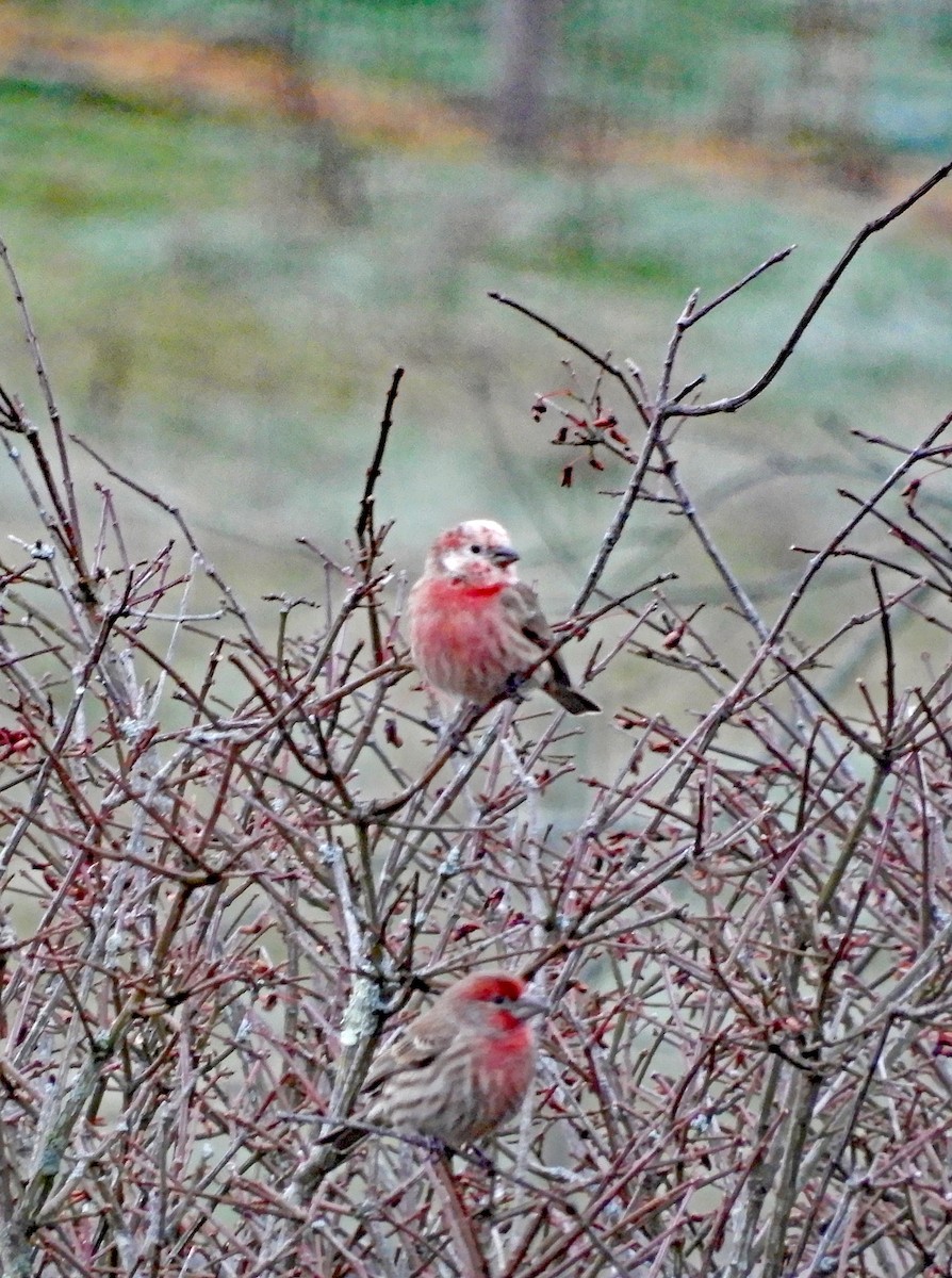 House Finch - ML630669993