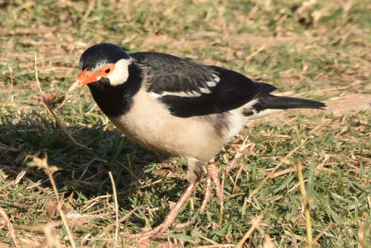 Indian Pied Starling - ML630669999