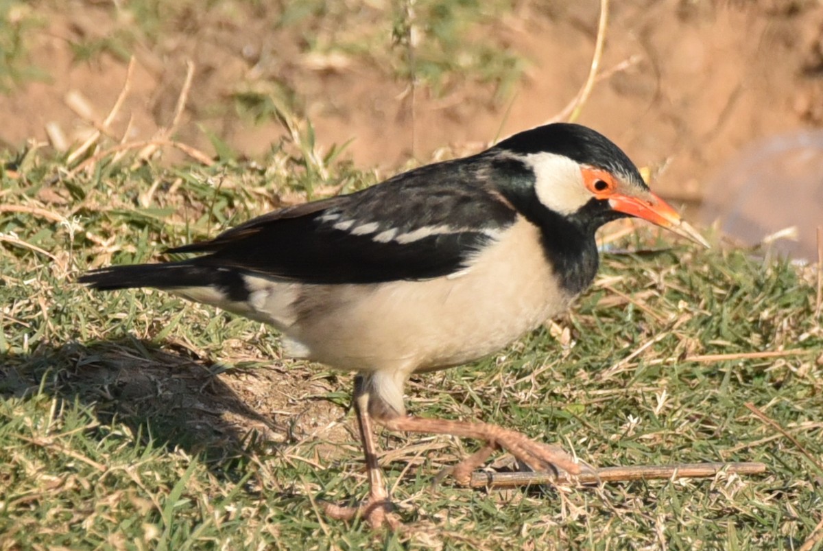 Indian Pied Starling - ML630670000