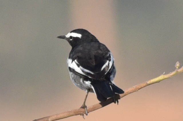 White-browed Wagtail - ML630670008