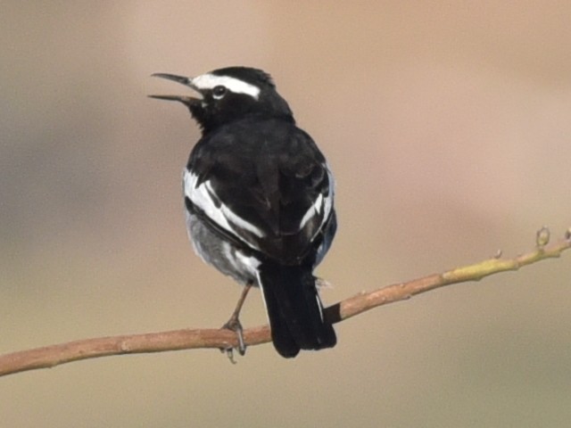 White-browed Wagtail - ML630670009
