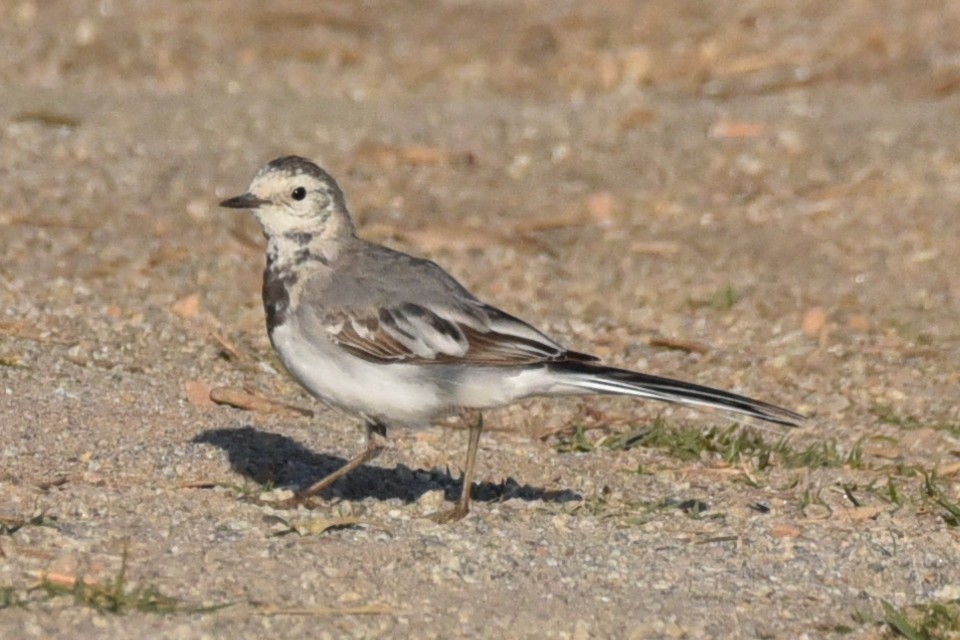 Хөх цэгцгий - ML630670012