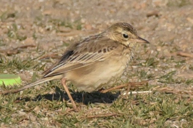 Paddyfield Pipit - ML630670023
