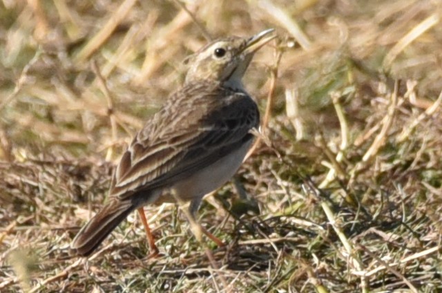 Paddyfield Pipit - ML630670024
