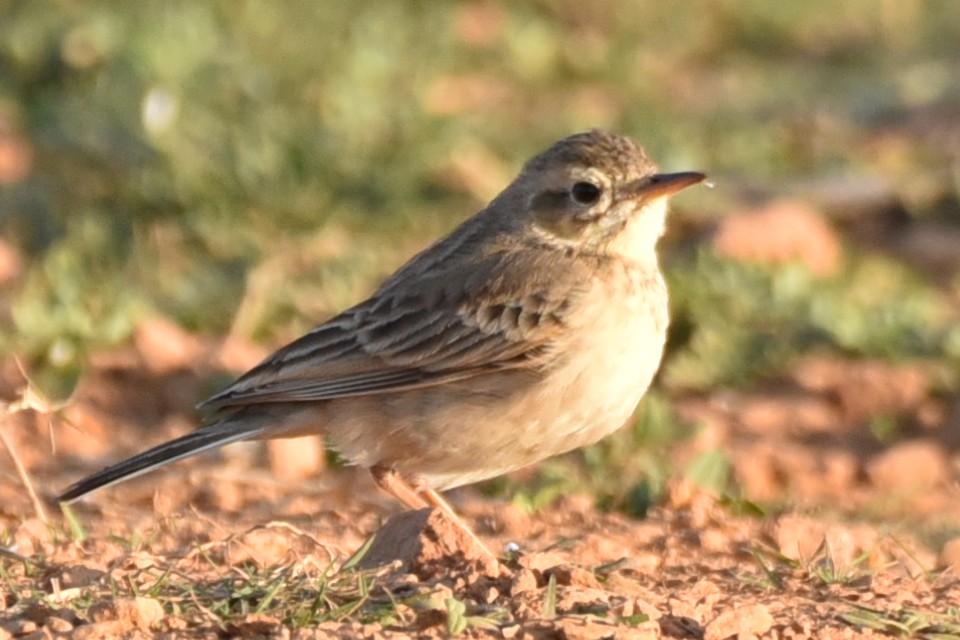 Paddyfield Pipit - ML630670025