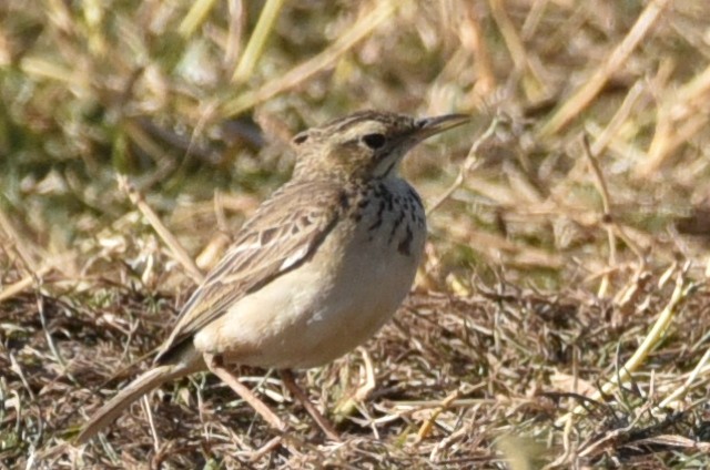 Paddyfield Pipit - ML630670026