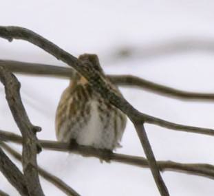 Purple Finch - ML630670357