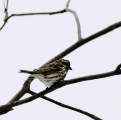Purple Finch - ML630670358