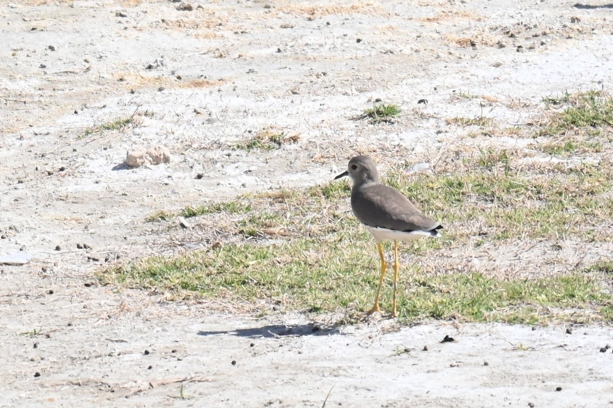 White-tailed Lapwing - ML630670476