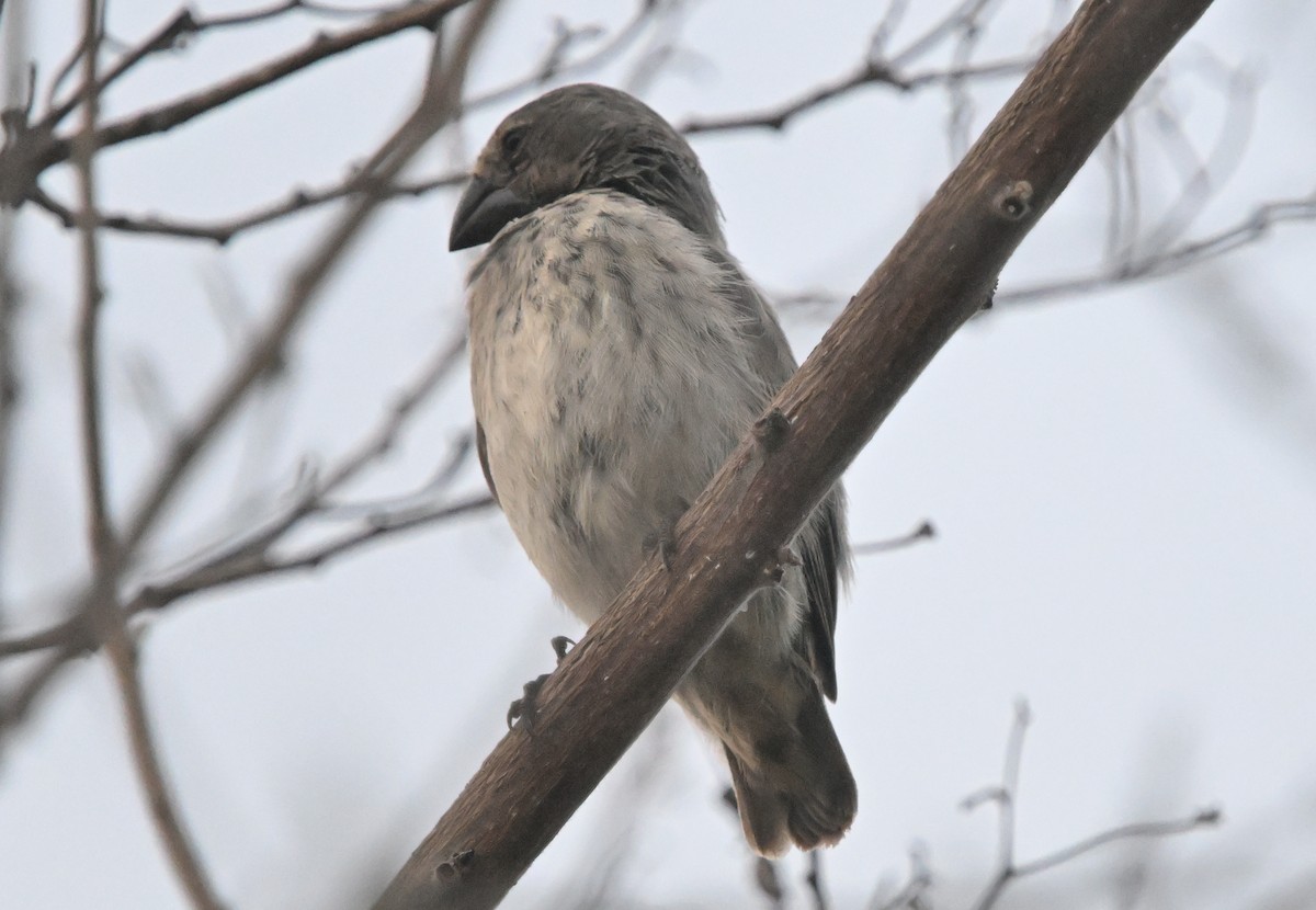 Large Tree-Finch - ML630670739