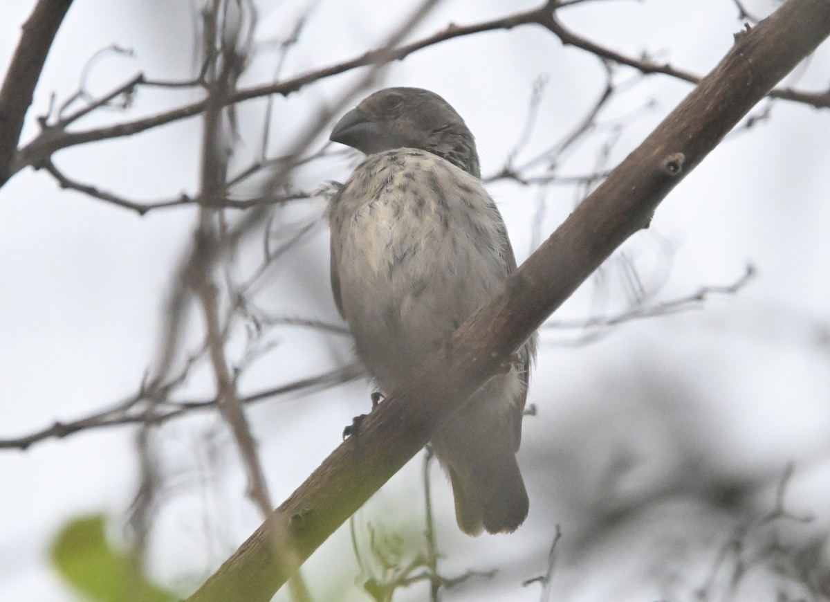 Large Tree-Finch - ML630670740