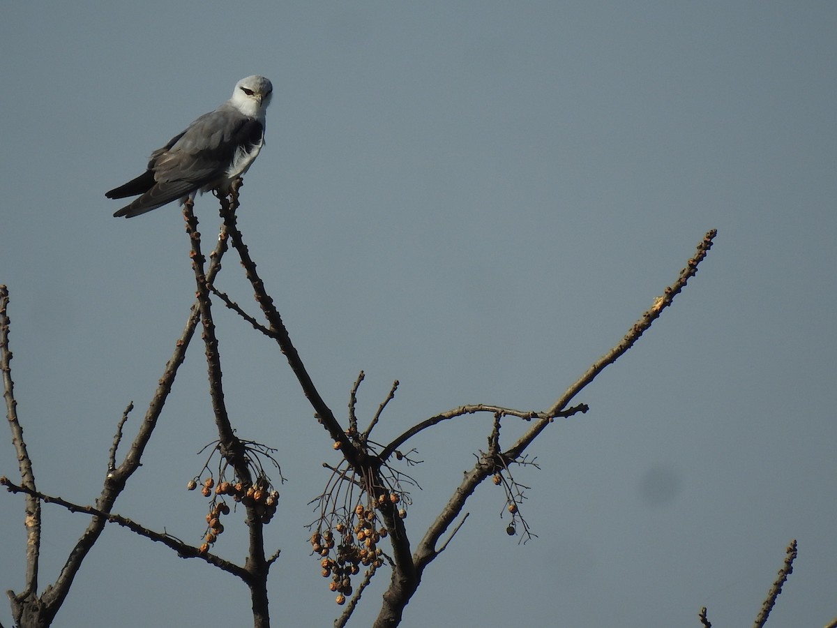 Black-winged Kite - ML630670803