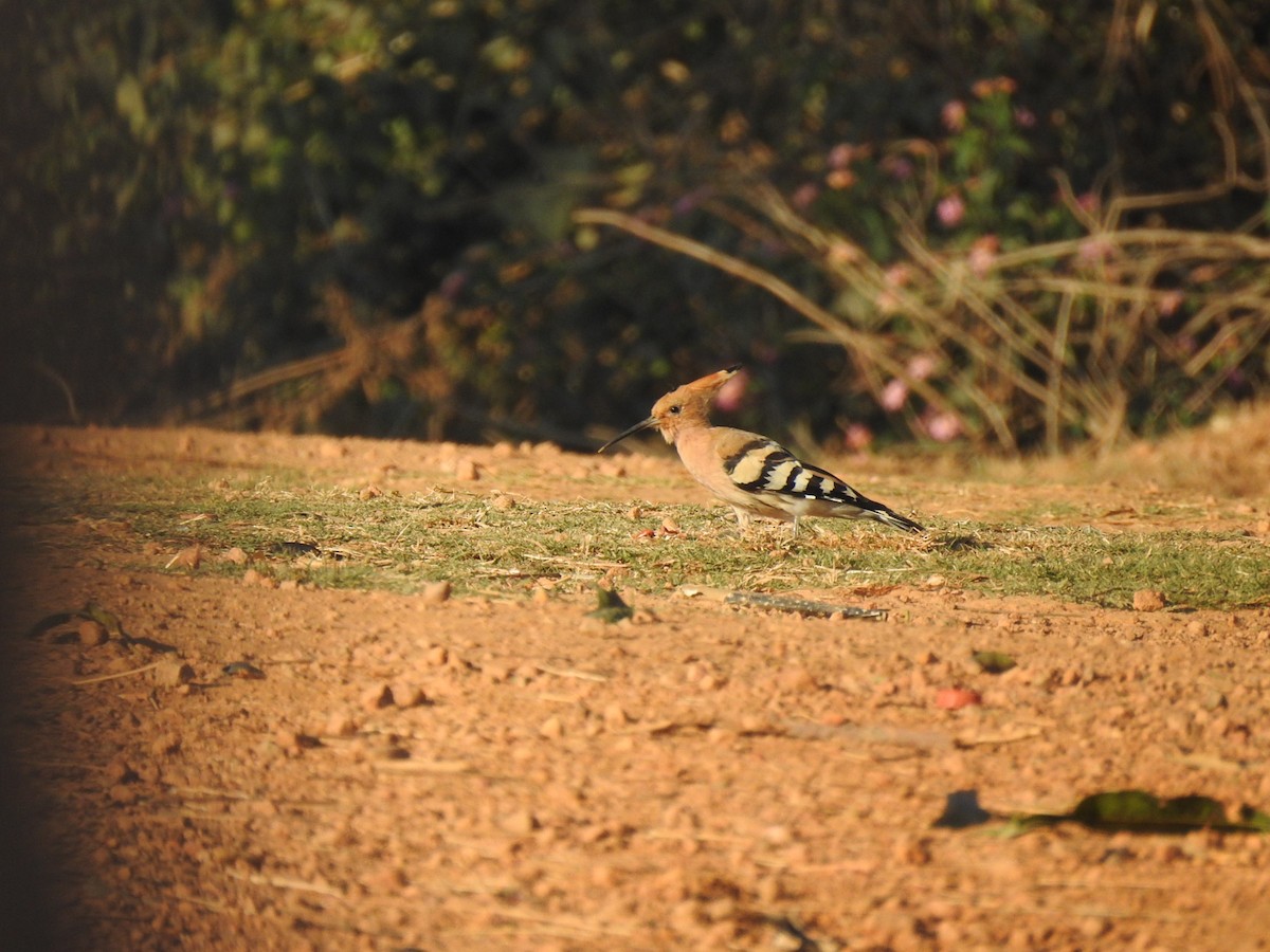 Eurasian Hoopoe - ML630670813