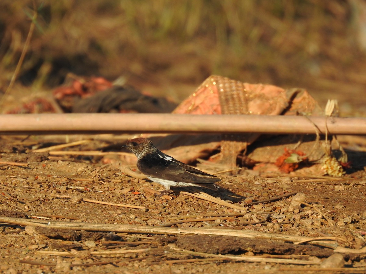 Streak-throated Swallow - ML630670852