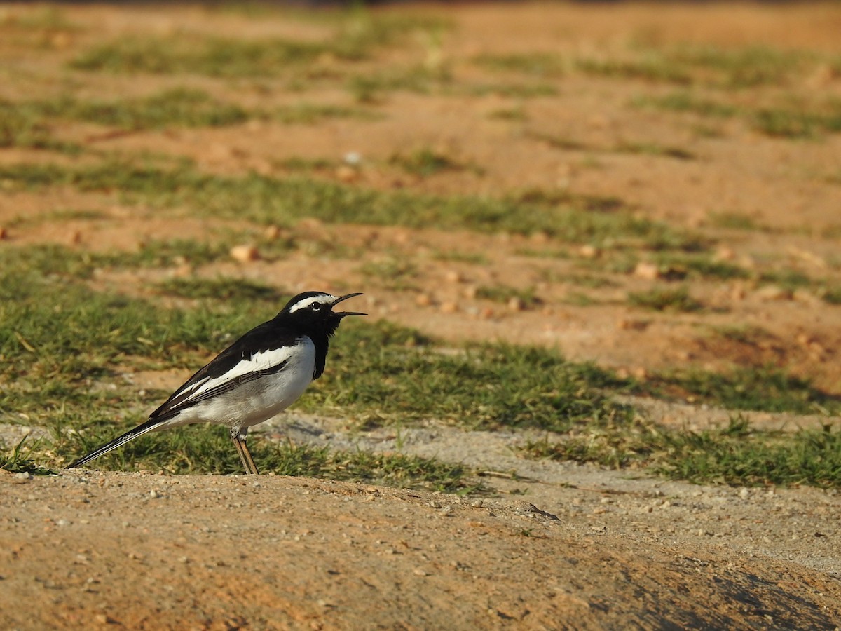 White-browed Wagtail - ML630670864