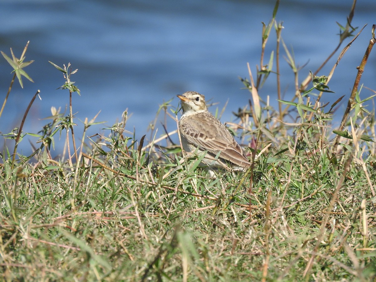 Paddyfield Pipit - ML630670905