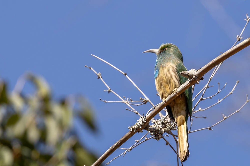 Blue-bearded Bee-eater - ML630671035