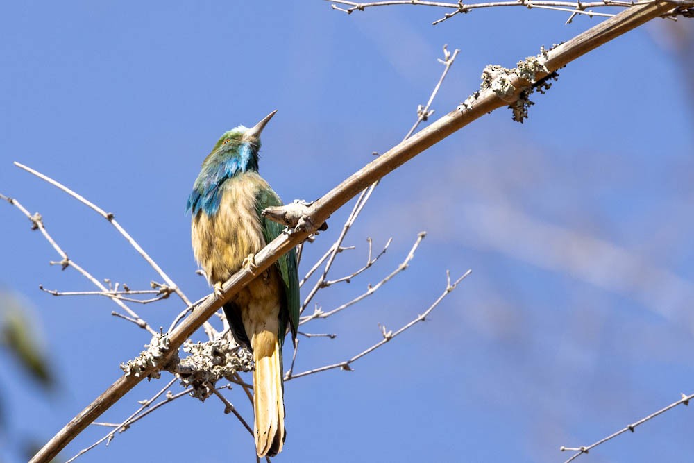 Blue-bearded Bee-eater - ML630671036