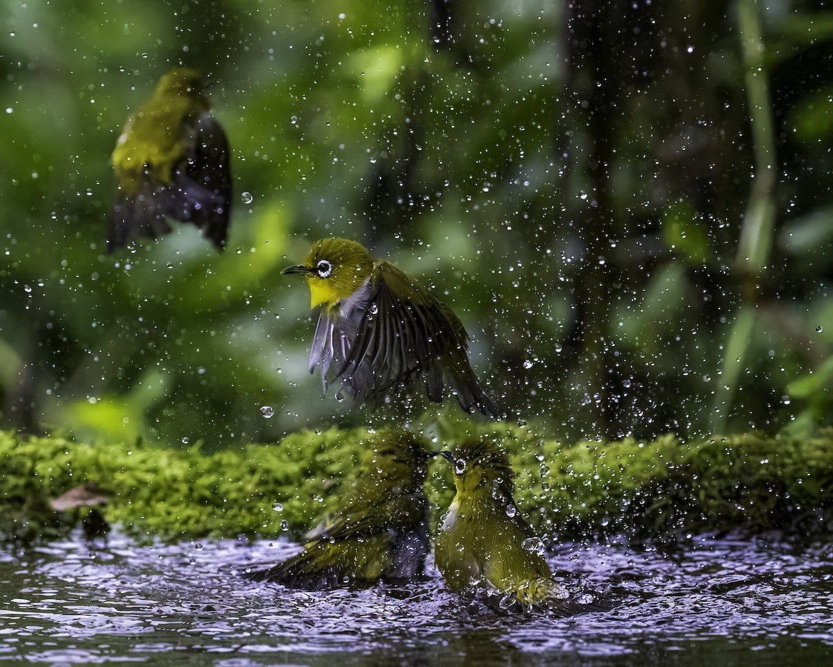 Indian White-eye - Anindita Mukherji
