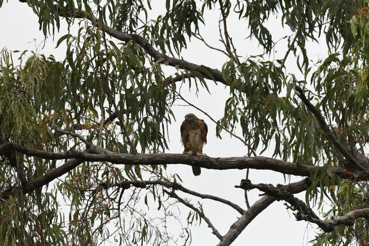 Red Goshawk - ML630671243