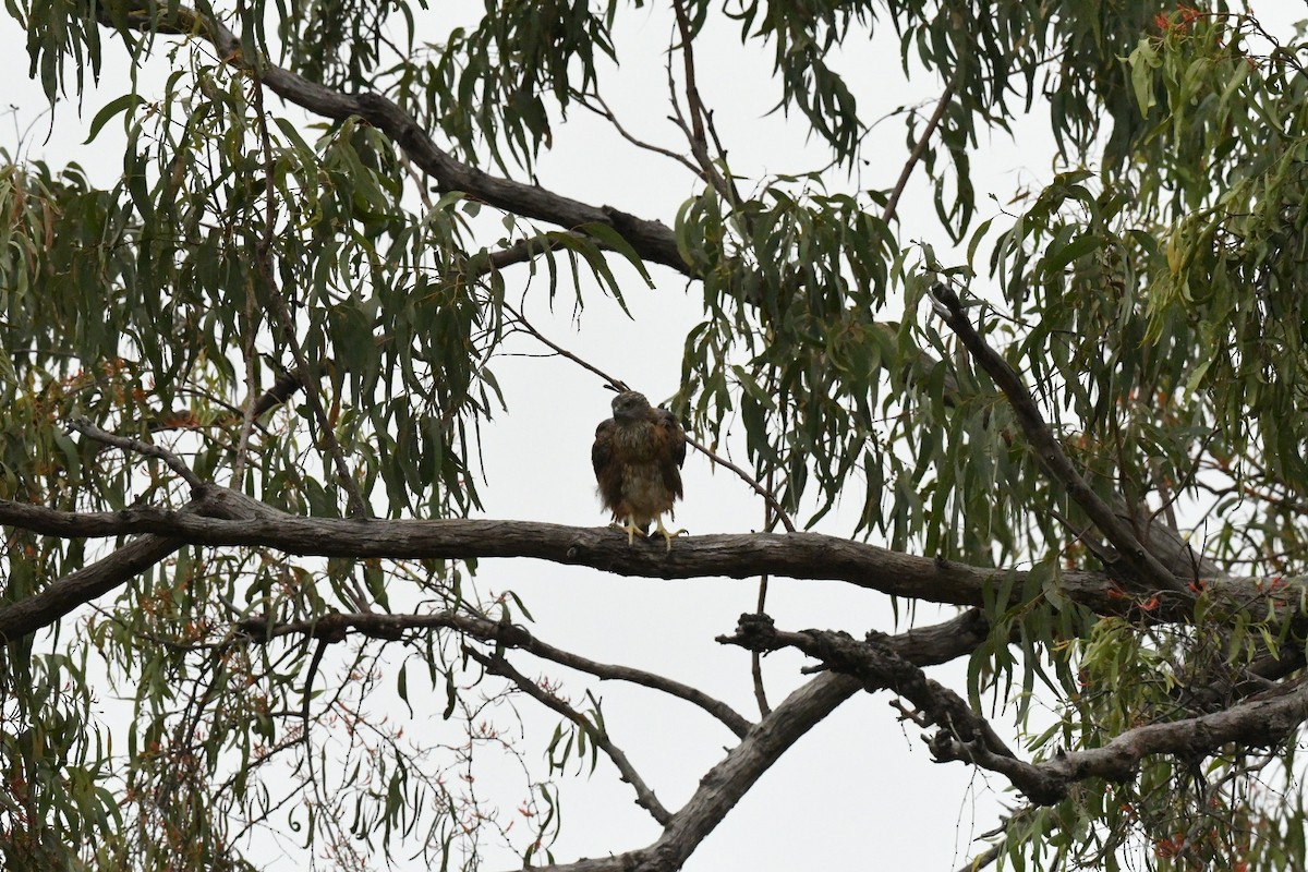 Red Goshawk - ML630671244