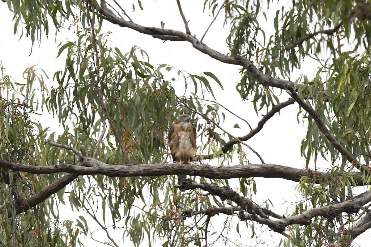 Red Goshawk - ML630671246