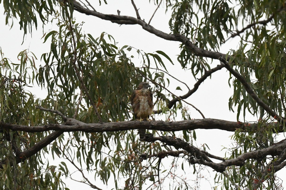 Red Goshawk - ML630671247