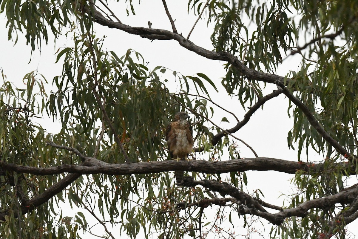 Red Goshawk - ML630671248