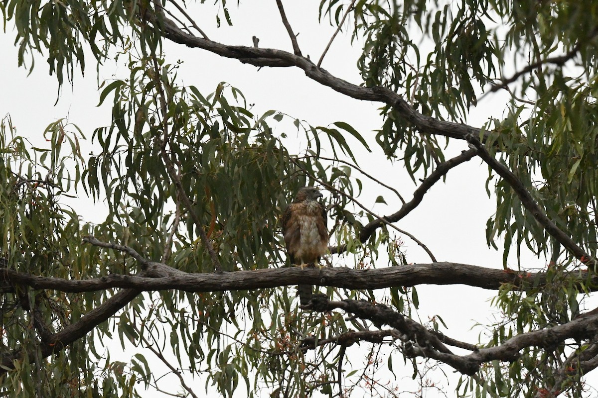 Red Goshawk - ML630671249