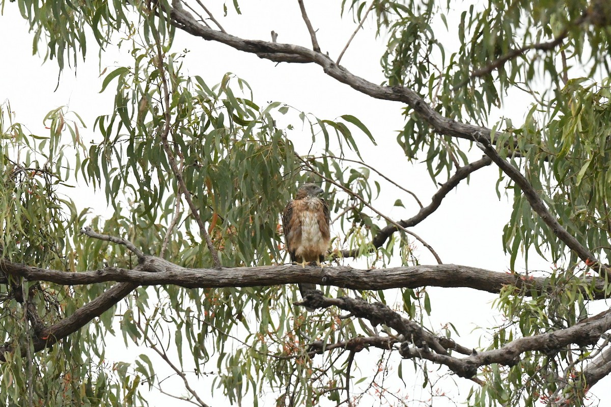 Red Goshawk - ML630671250