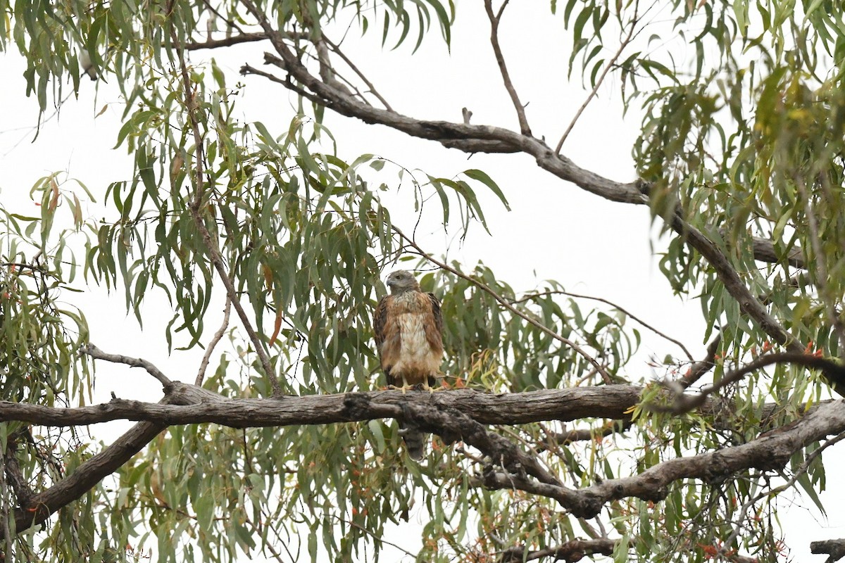Red Goshawk - ML630671251