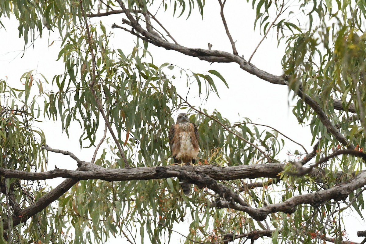 Red Goshawk - ML630671252