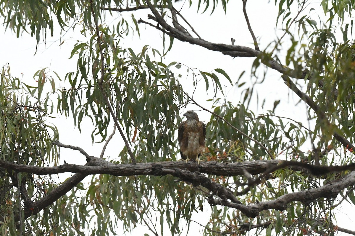 Red Goshawk - ML630671254