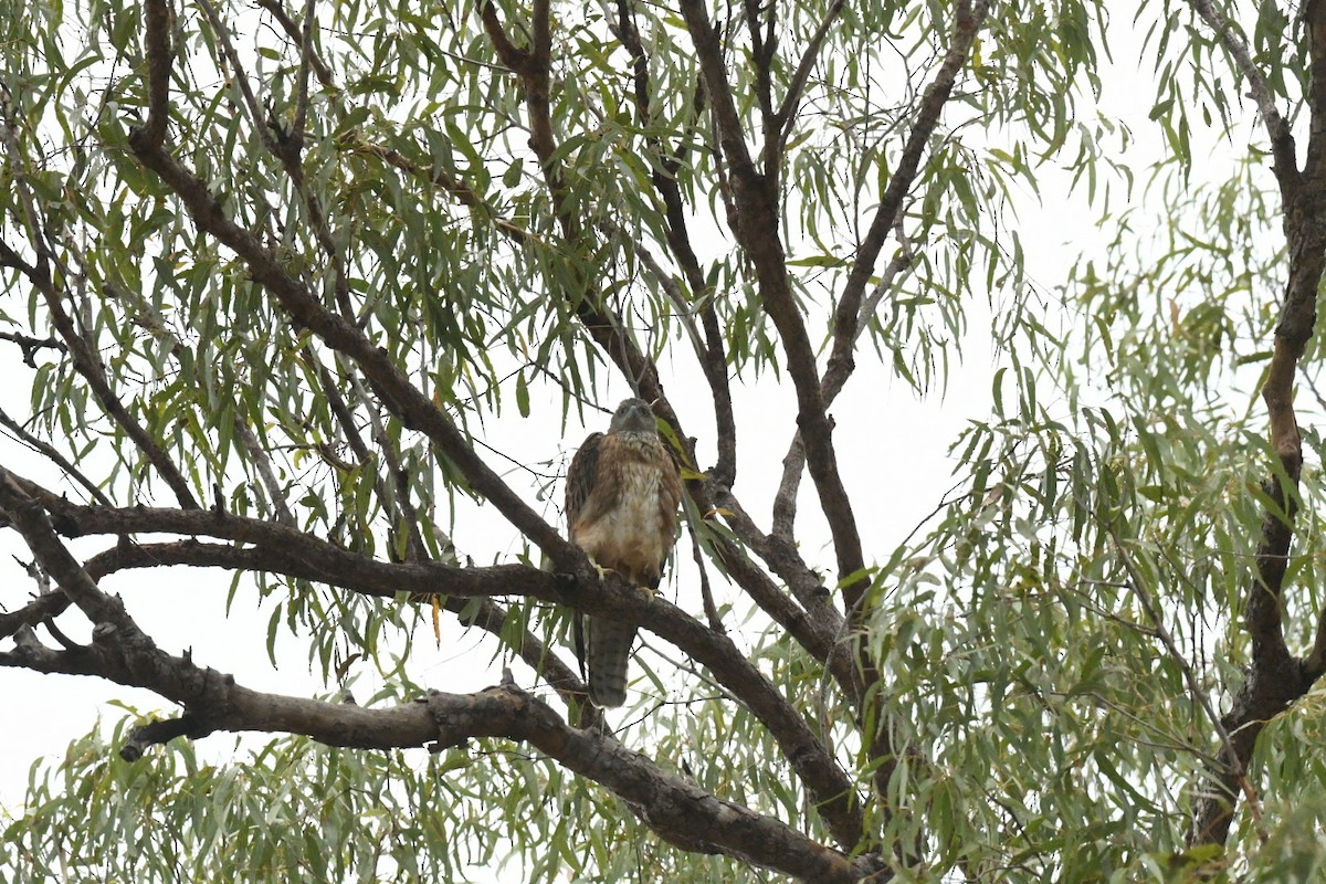 Red Goshawk - ML630671255