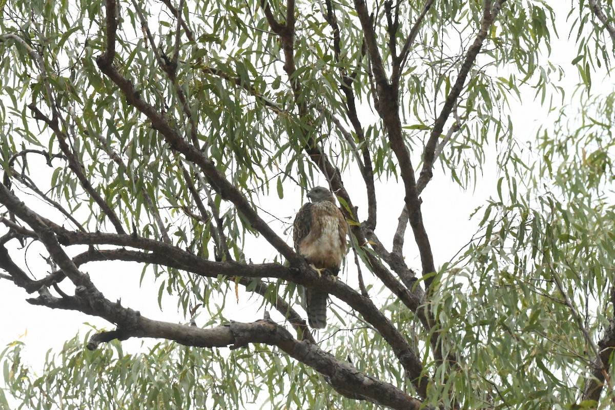 Red Goshawk - ML630671256