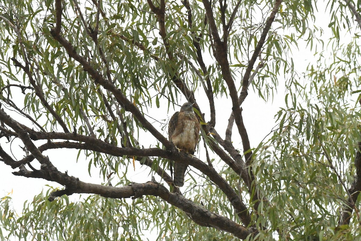 Red Goshawk - ML630671257