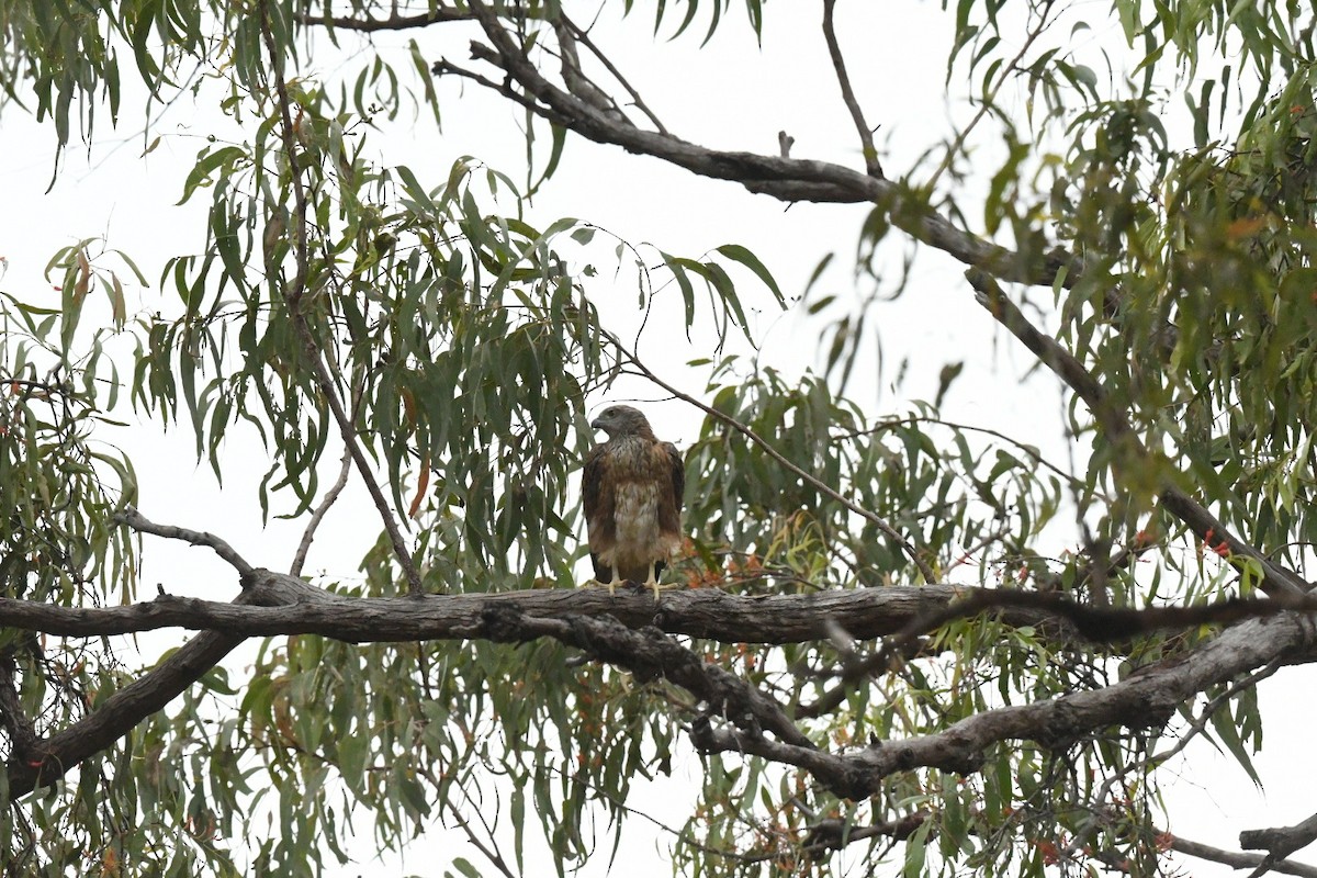 Red Goshawk - ML630671258