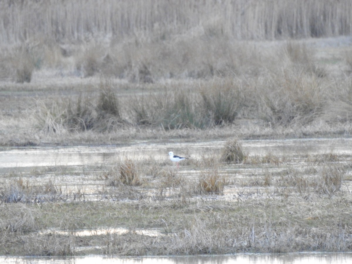 Black-winged Stilt - ML630671293
