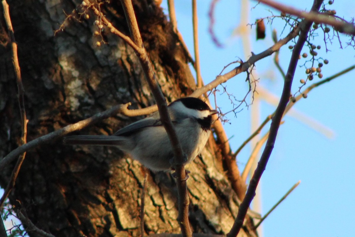 Carolina Chickadee - ML630671751