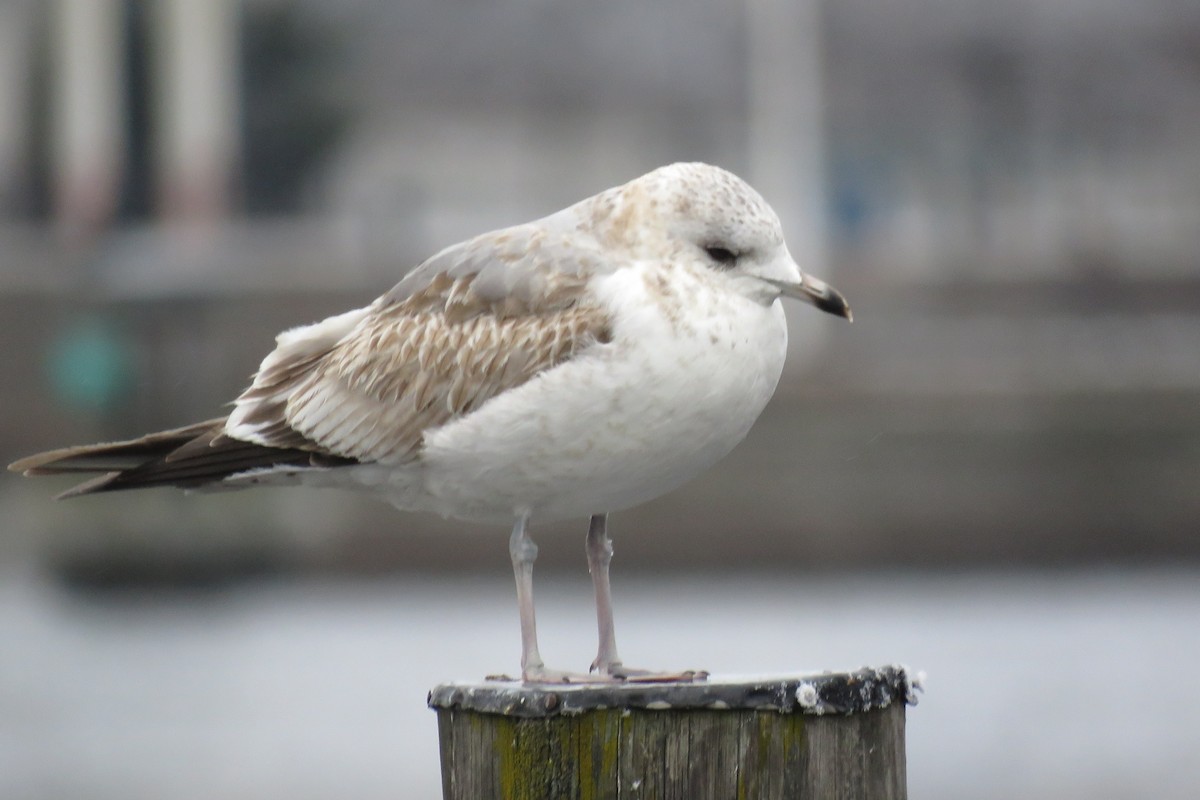 Common Gull (European) - ML630671827