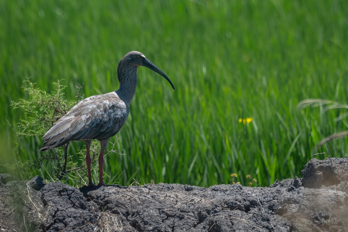 Plumbeous Ibis - ML630671901